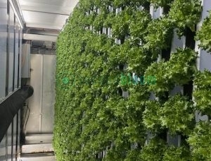 Dense wall of mature leafy green plants in vertical growing system showing high-density production capacity
