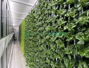Interior view of Freight Farms Greenery showing lush green lettuce growing in vertical hydroponic panels along container walls
